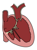 Cardiology Cardiology